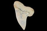 Mako Shark Tooth Fossil - Sharktooth Hill, CA #94700-1